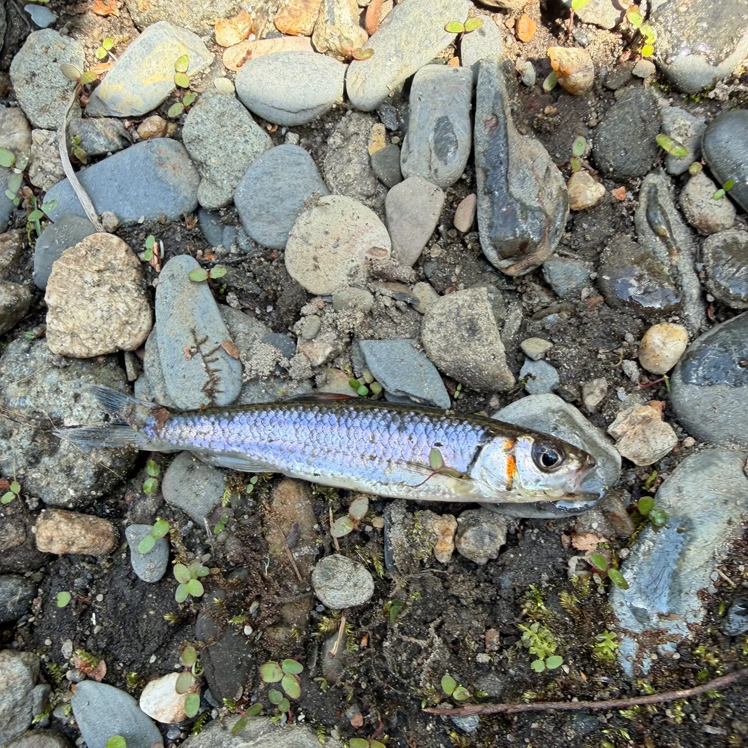 The most recent Tennessee shiner catches on Fishbrain