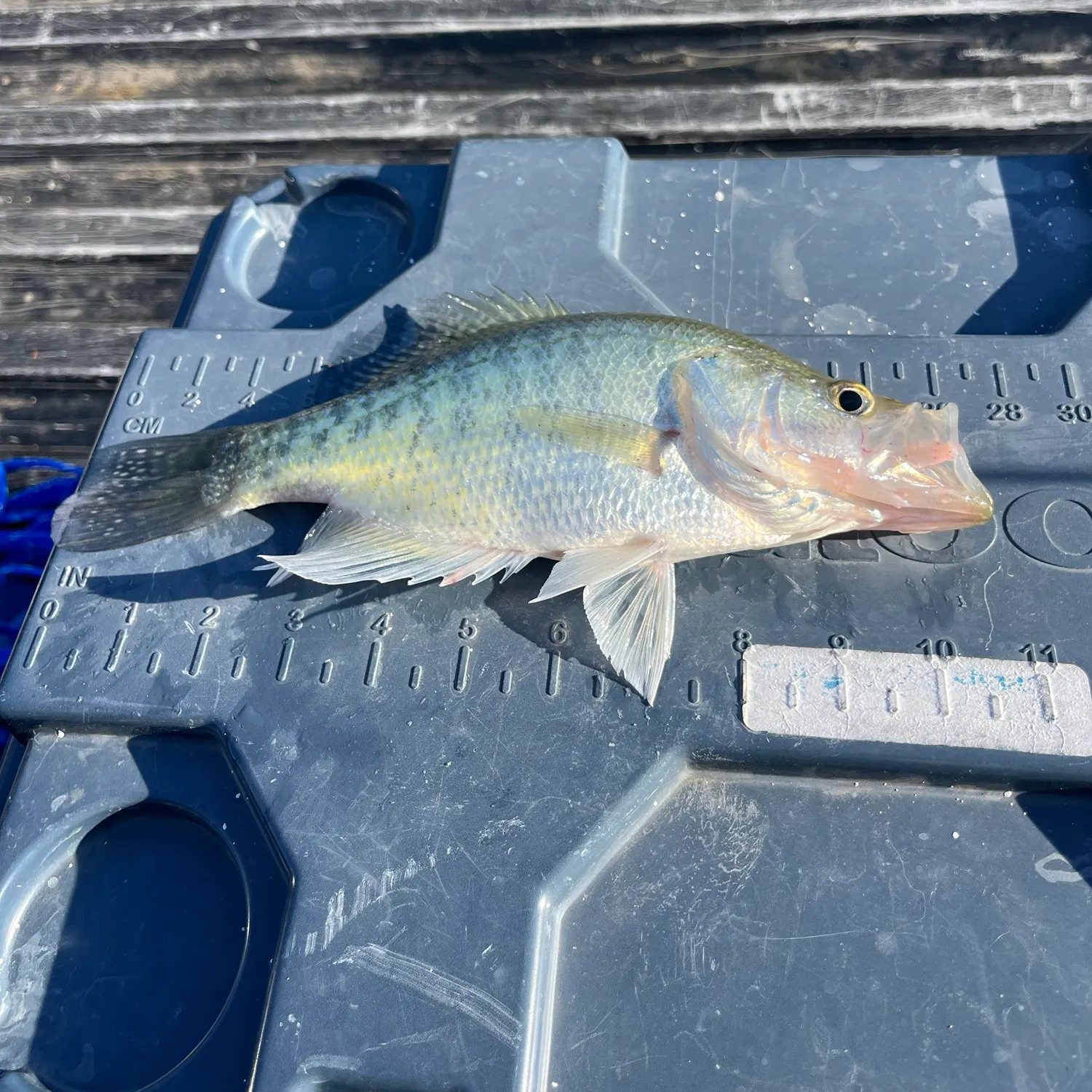 White crappie caught on Fishbrain