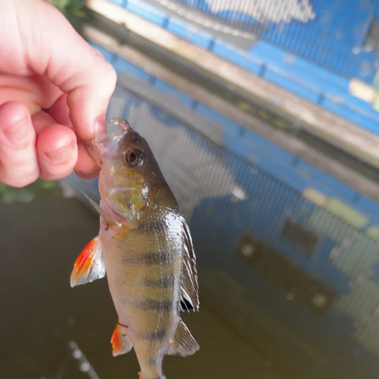 European perch caught on Fishbrain