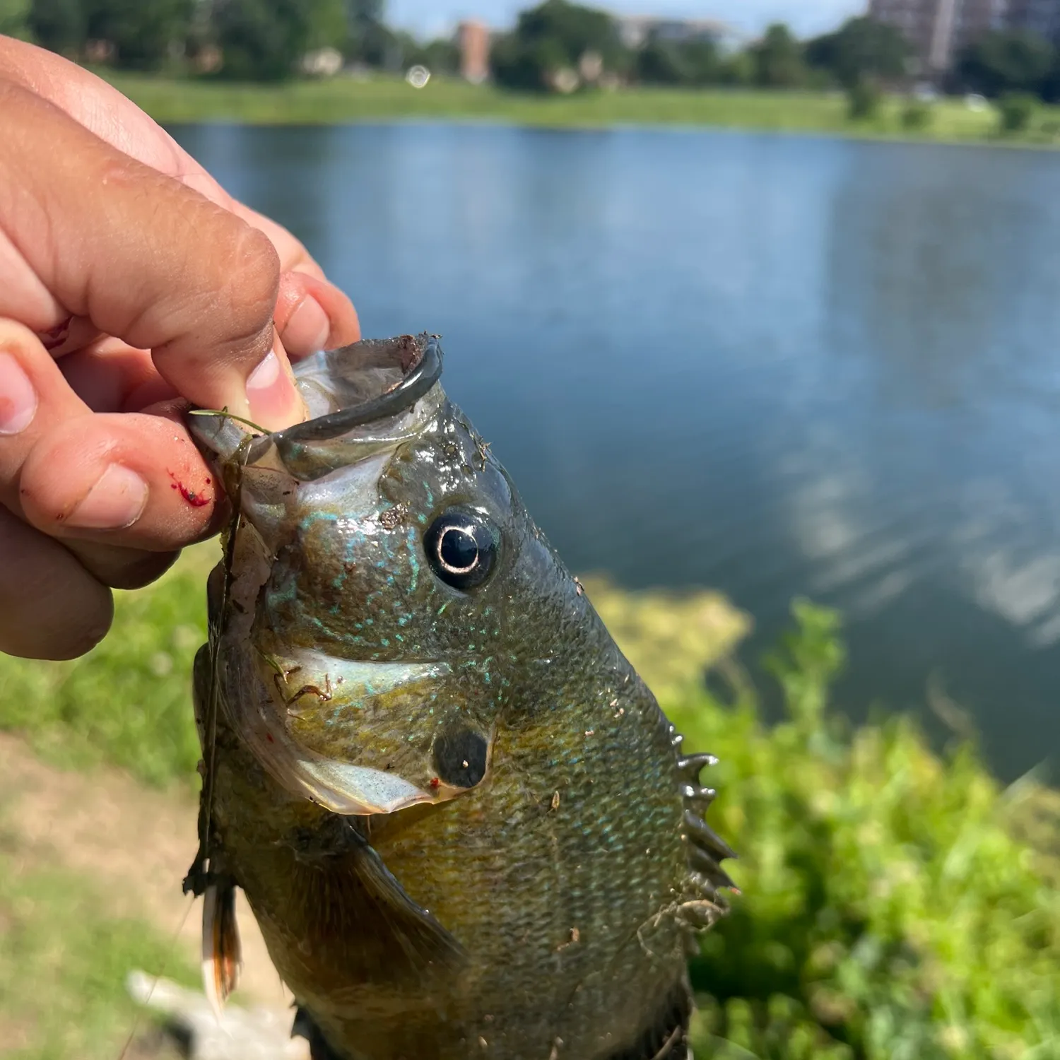 catch