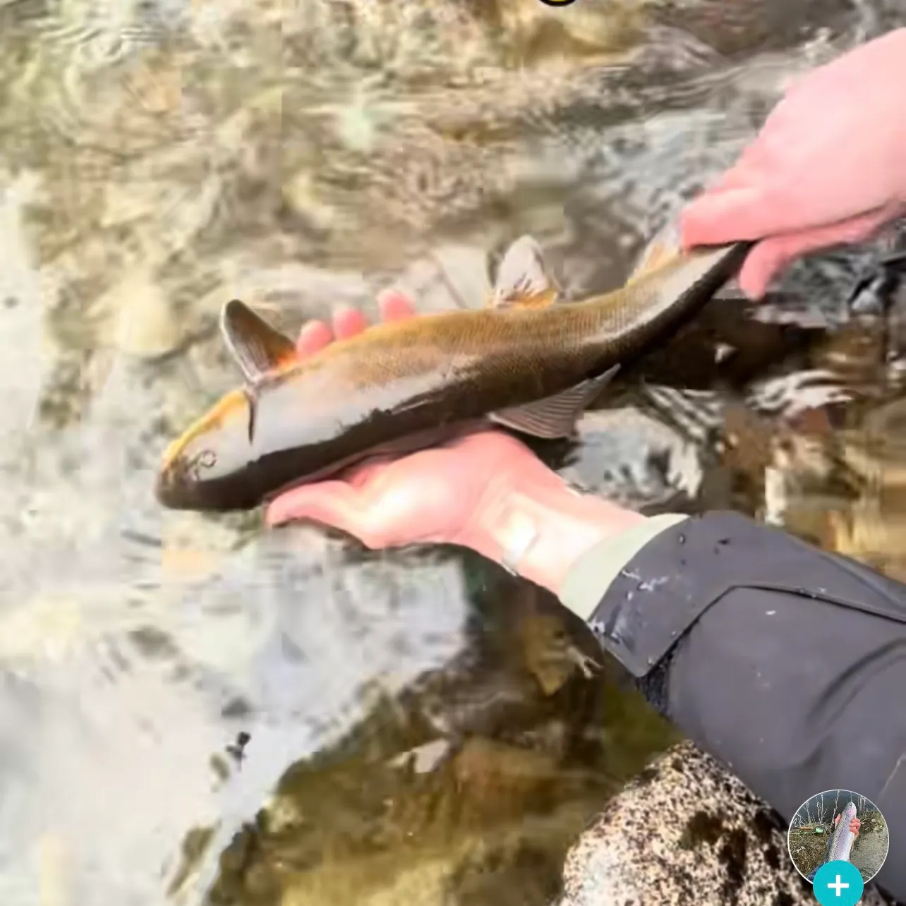 most liked catch image