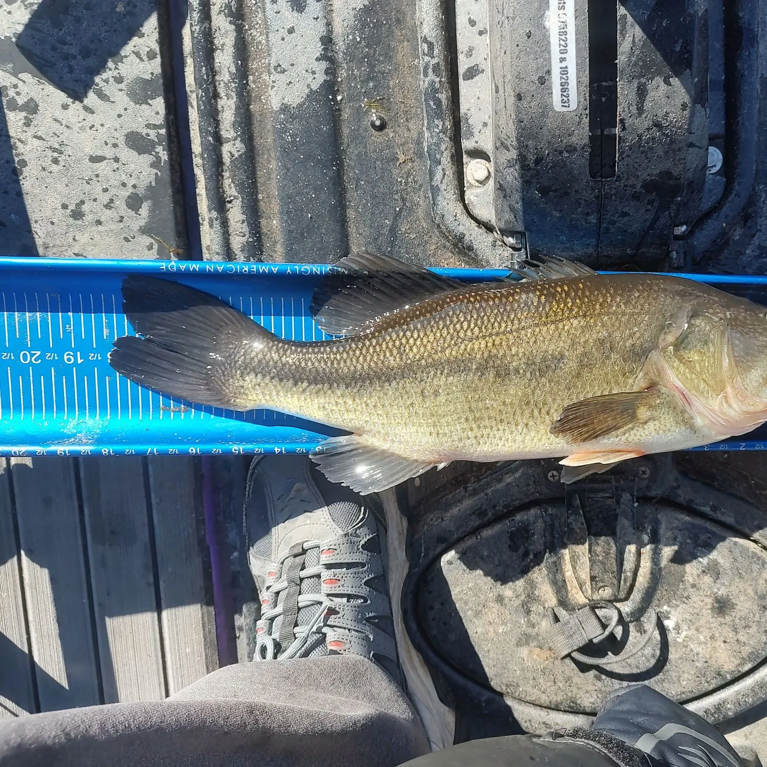 Largemouth bass caught on Fishbrain