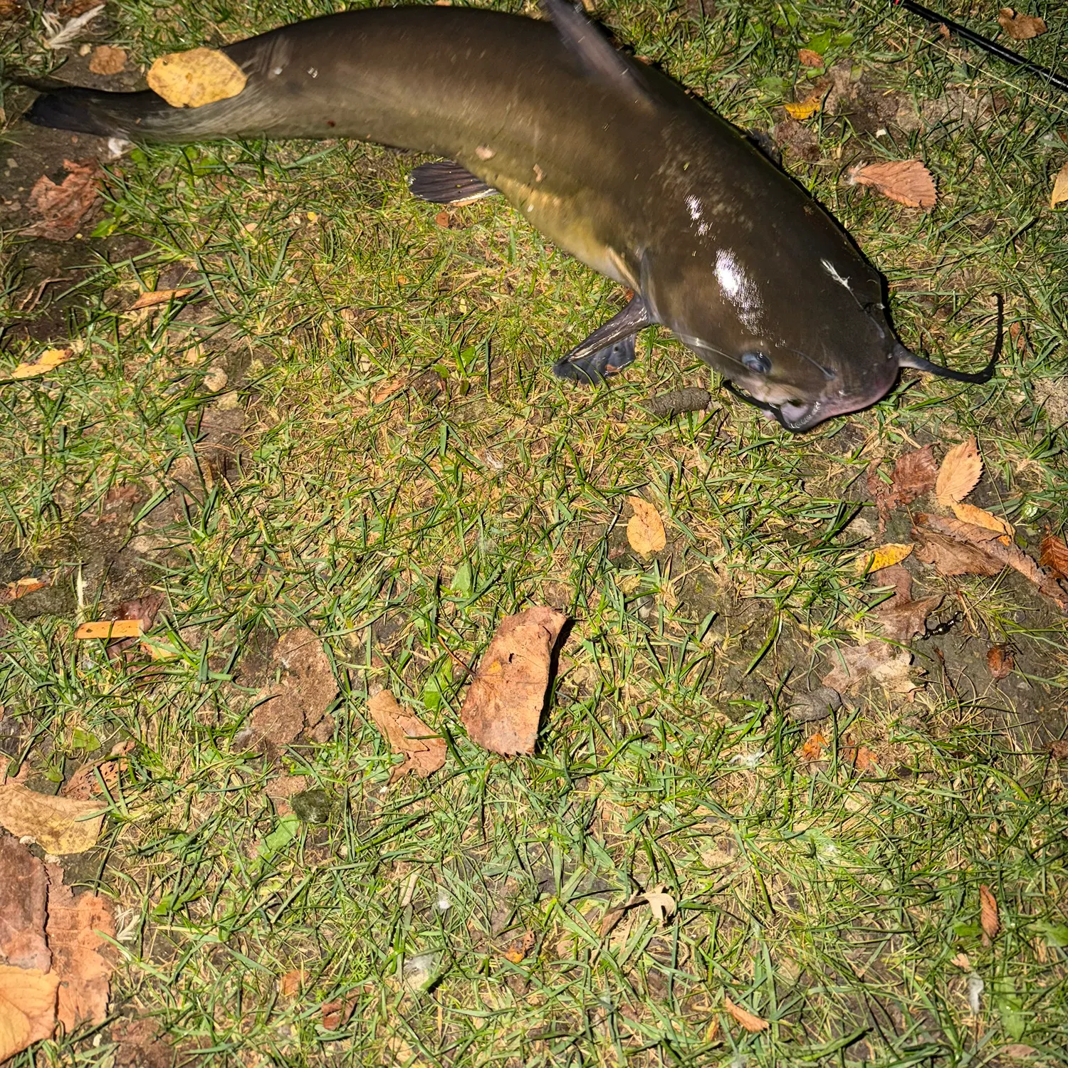 Channel catfish caught on Fishbrain