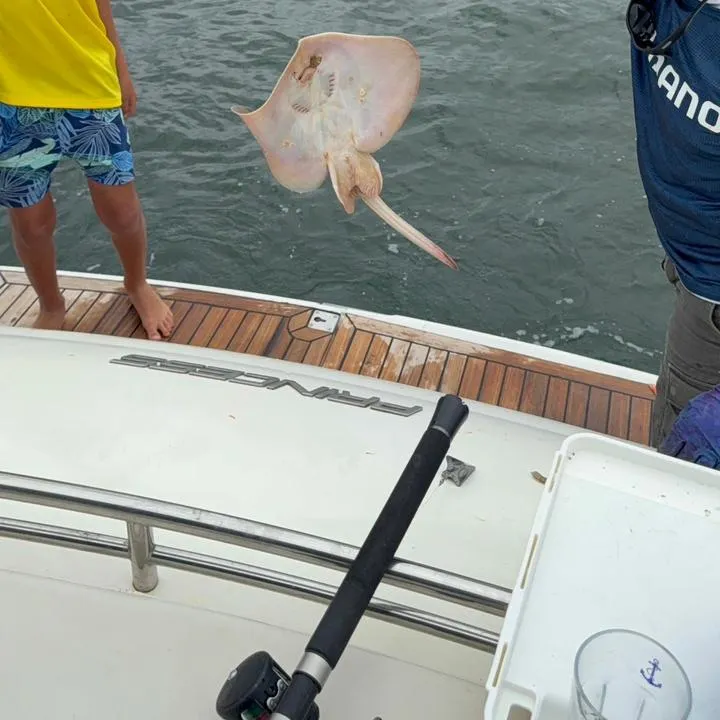 The most recent Common stingray catches on Fishbrain