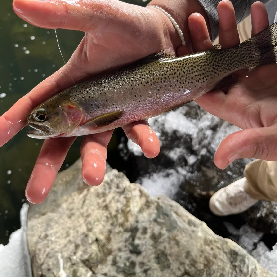 The most recent Westlope cutthroat trout catches on Fishbrain