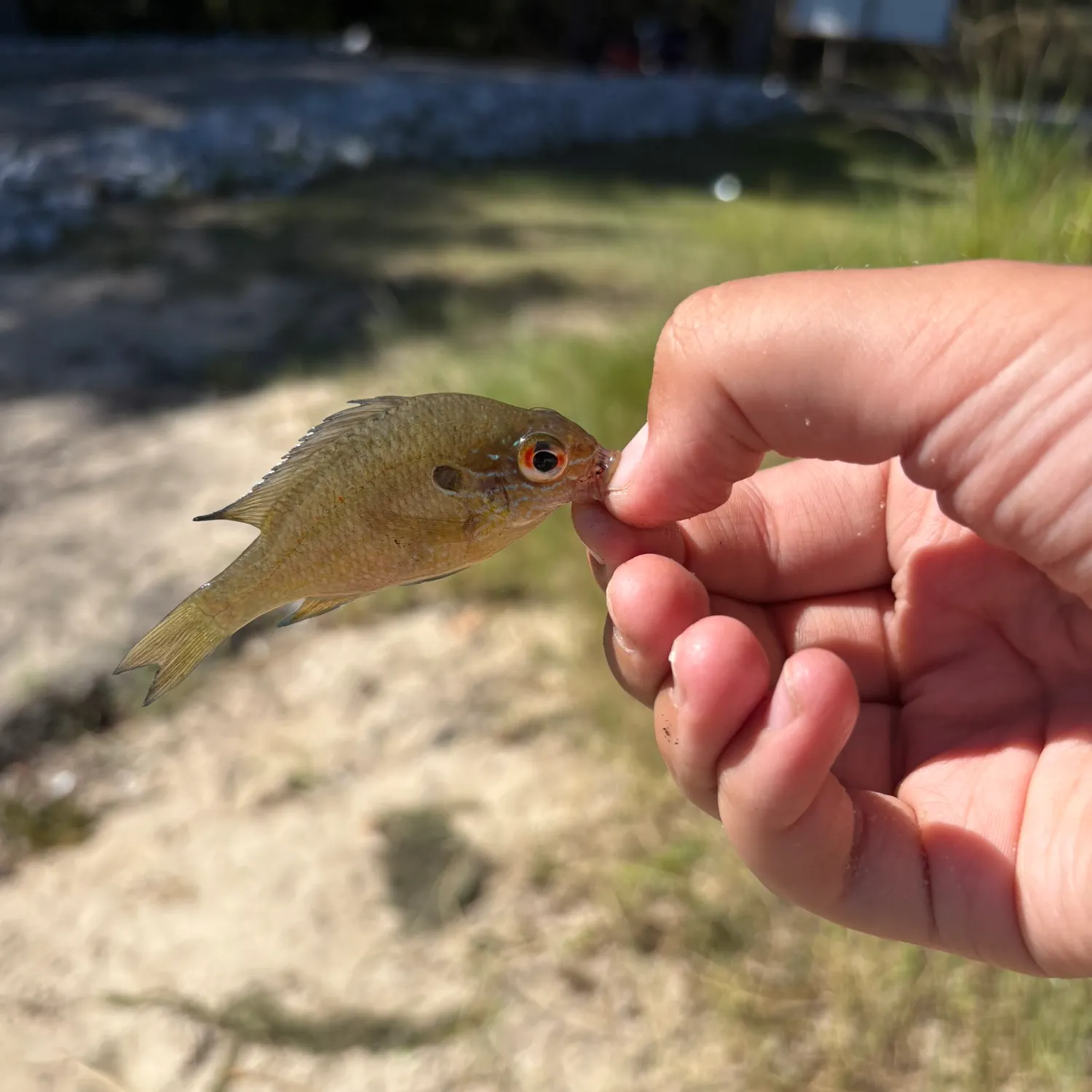 Green sunfish caught on Fishbrain