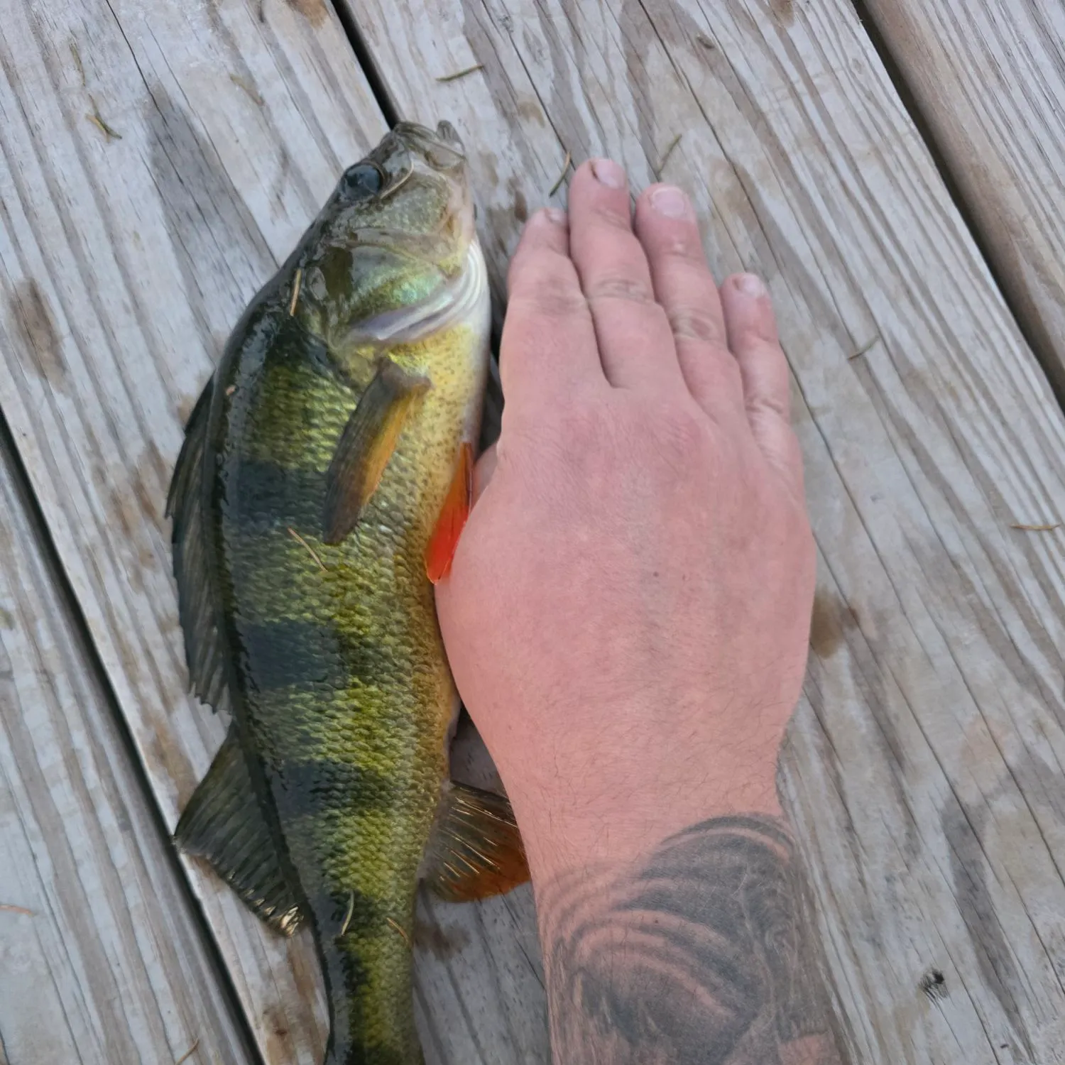 recently logged catches