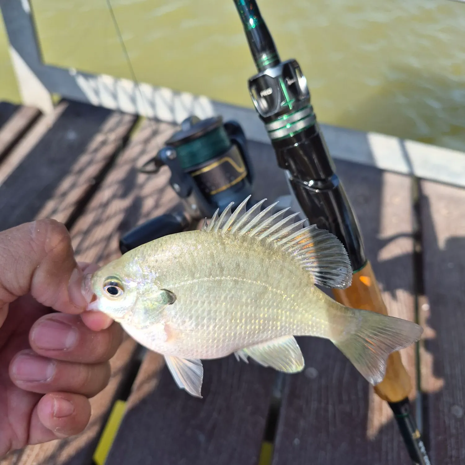 Nile tilapia caught on Fishbrain
