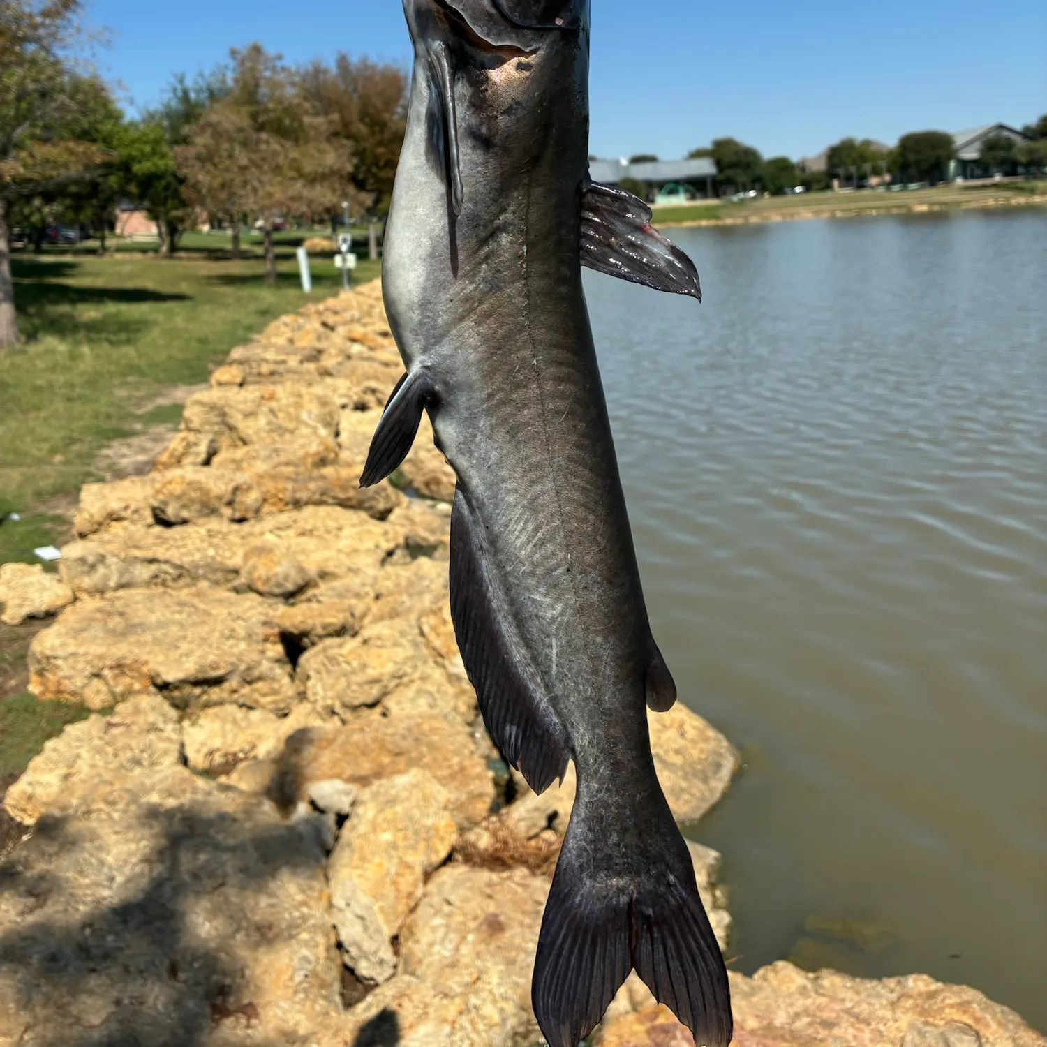 Channel catfish caught on Fishbrain
