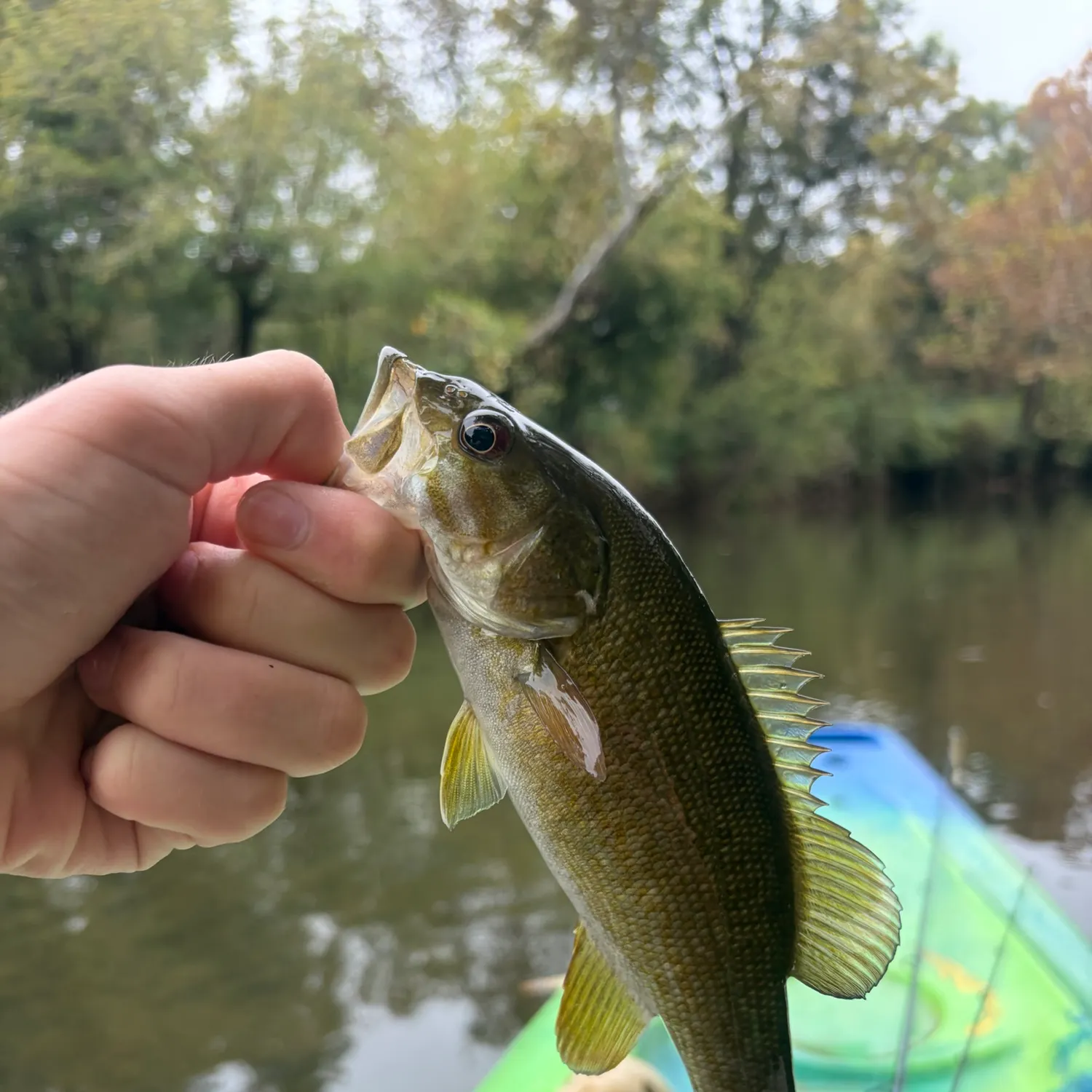 Smallmouth bass caught on Fishbrain