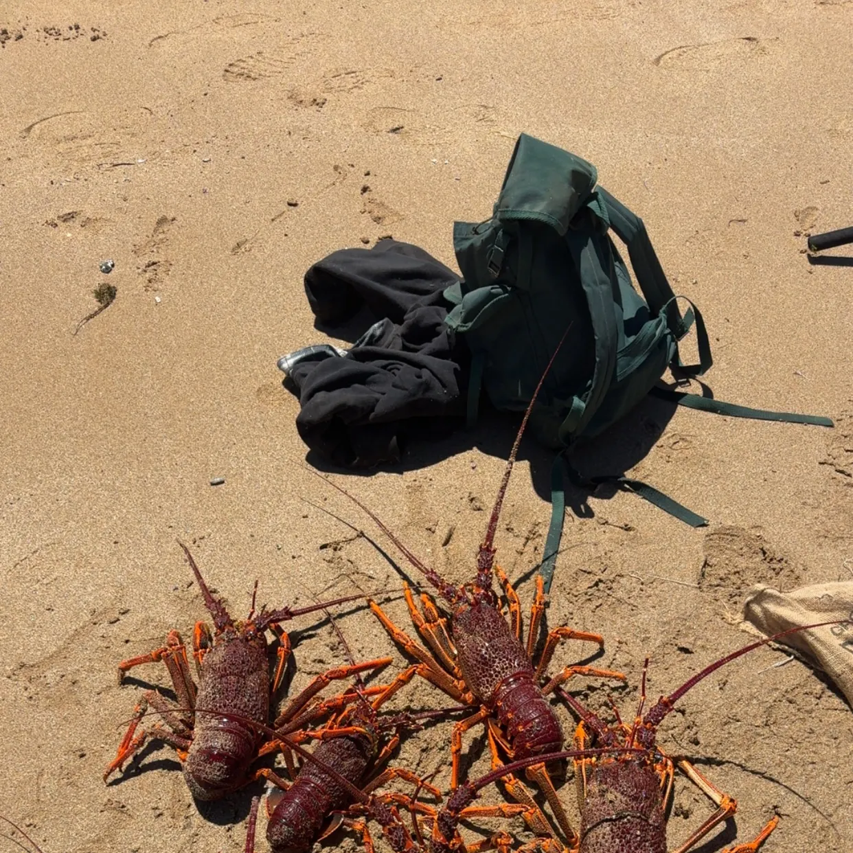 The most recent Big water crayfish catches on Fishbrain