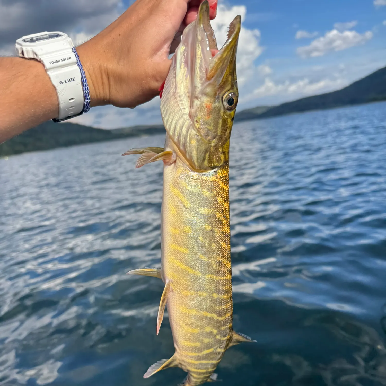 Northern pike caught on Fishbrain