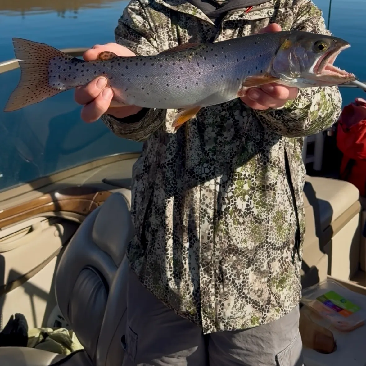 The most recent Bear River cutthroat trout catches on Fishbrain