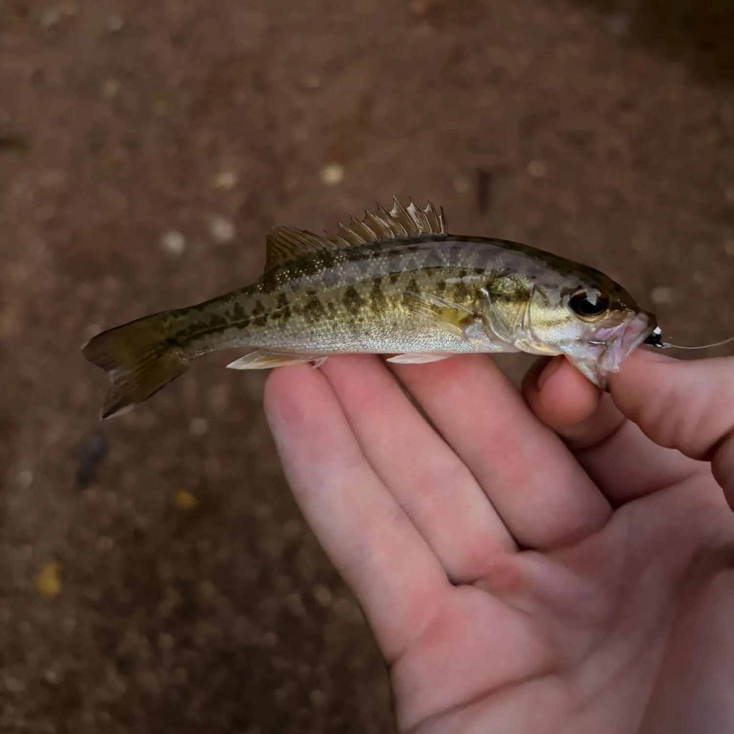 The most recent Bartram's bass catches on Fishbrain