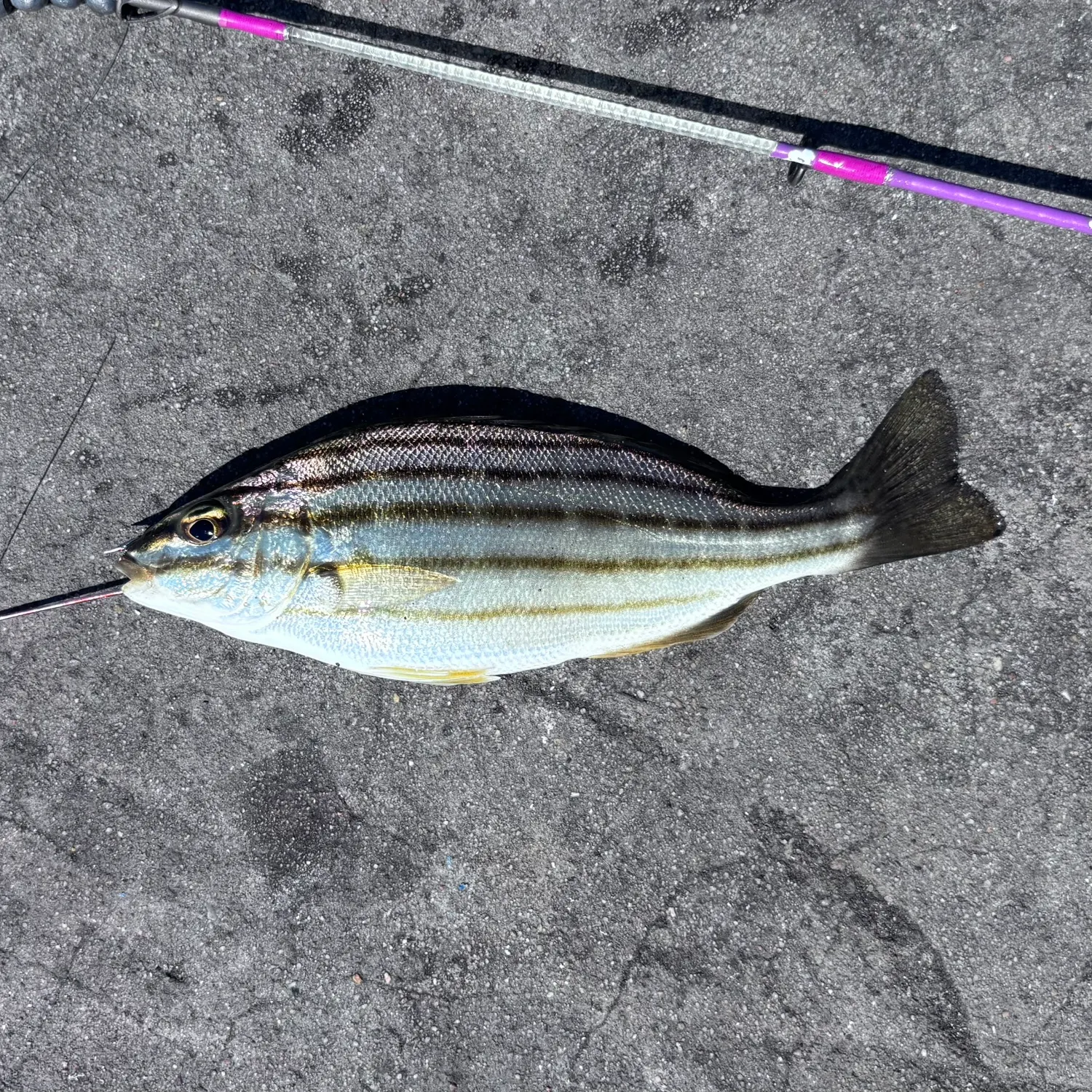 The most recent Four-lined Grunter catches on Fishbrain