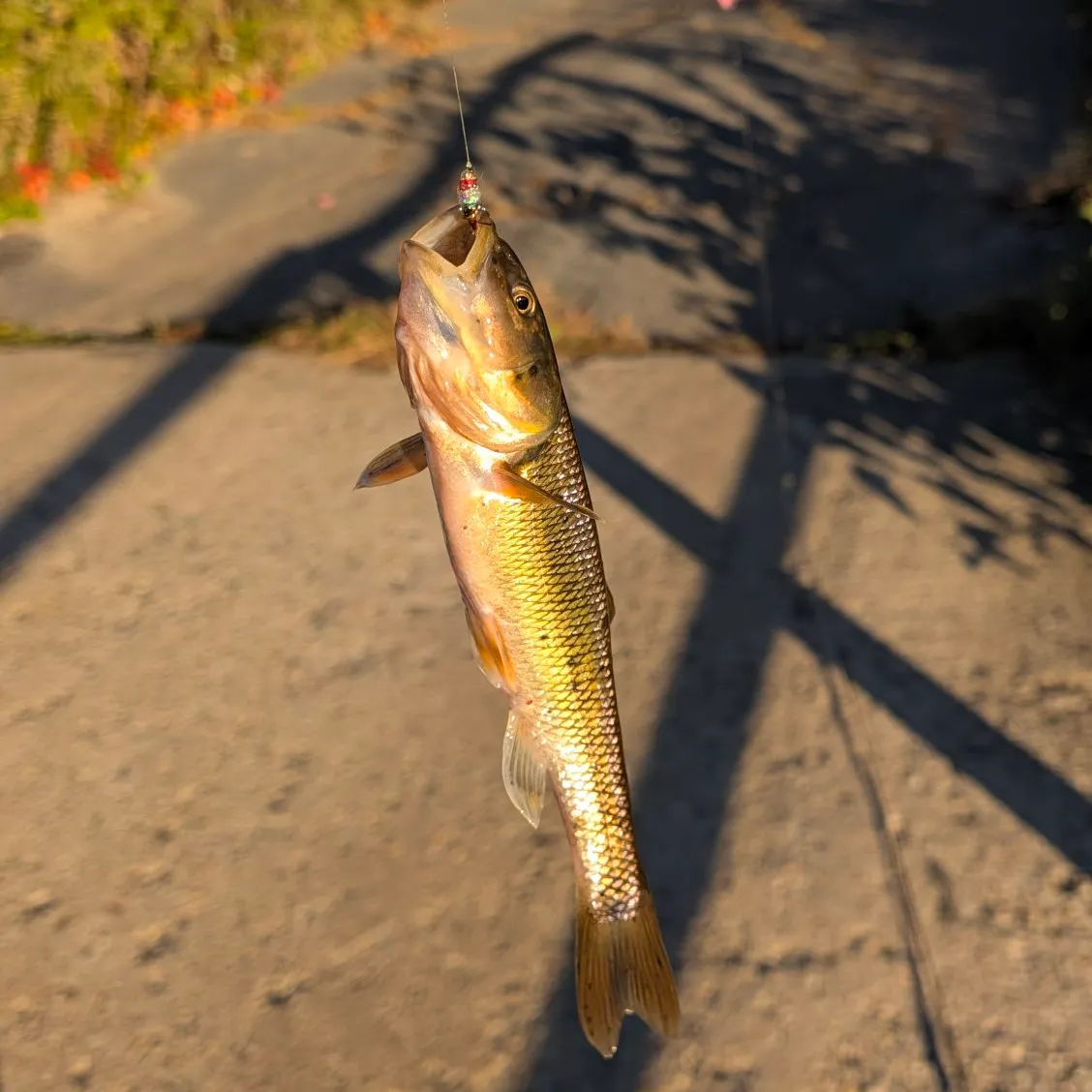 Fallfish caught on Fishbrain