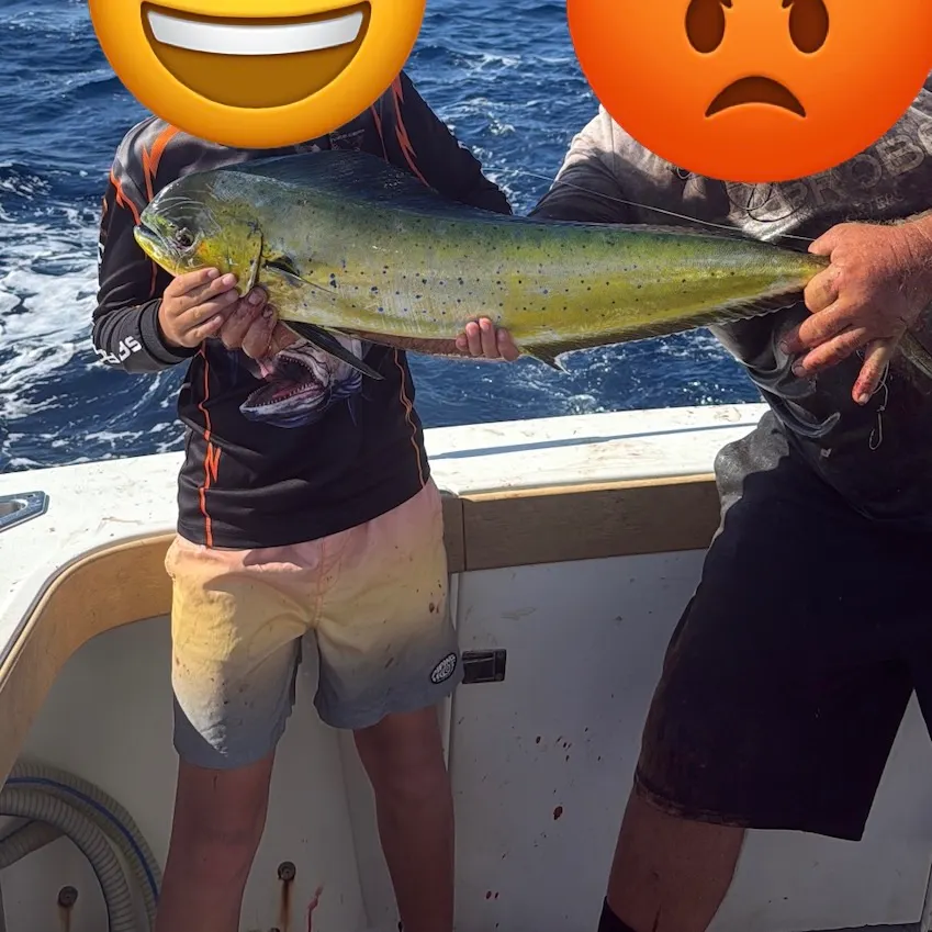 Common dolphinfish caught on Fishbrain