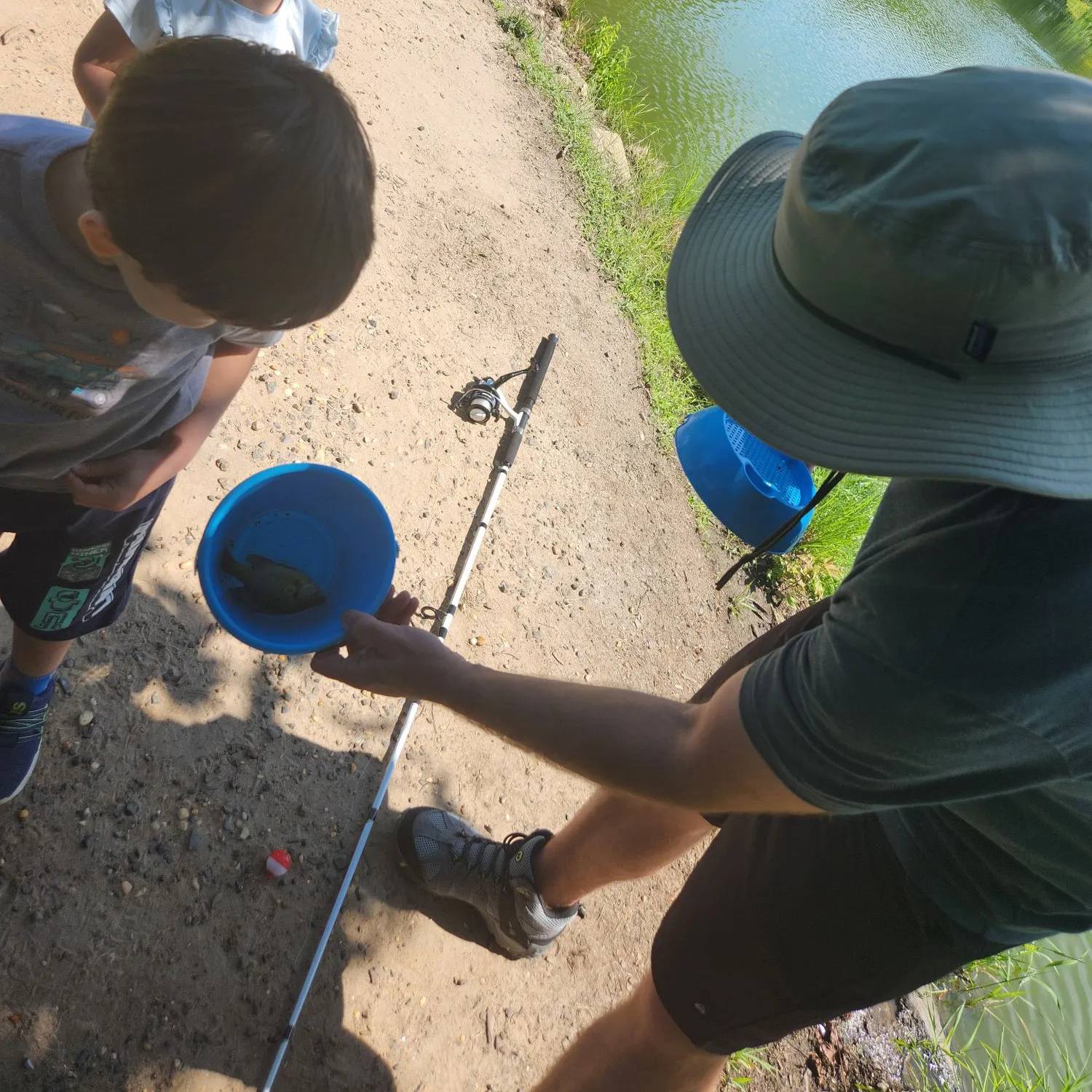Bluegill caught on Fishbrain