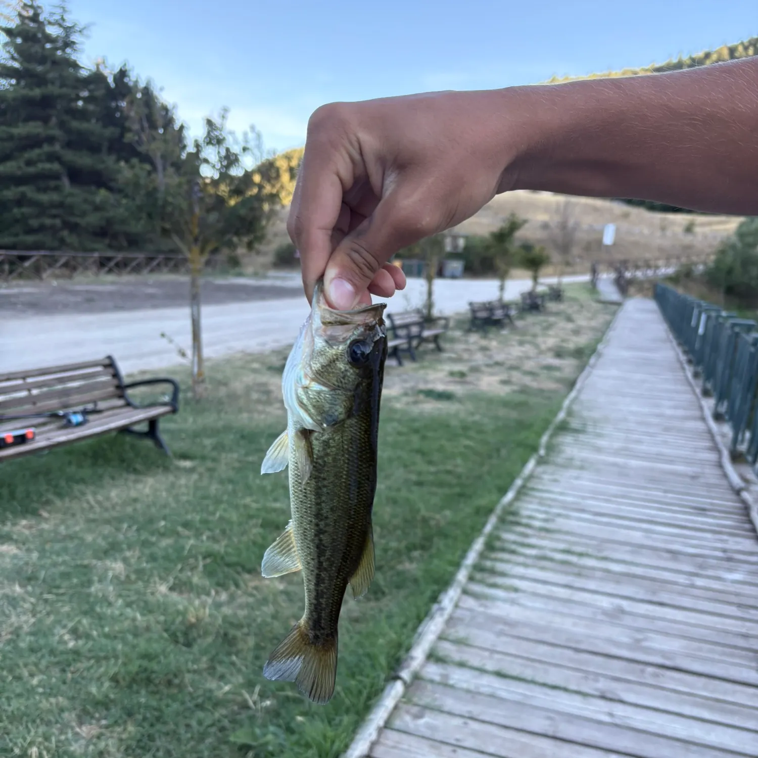 Spotted bass caught on Fishbrain