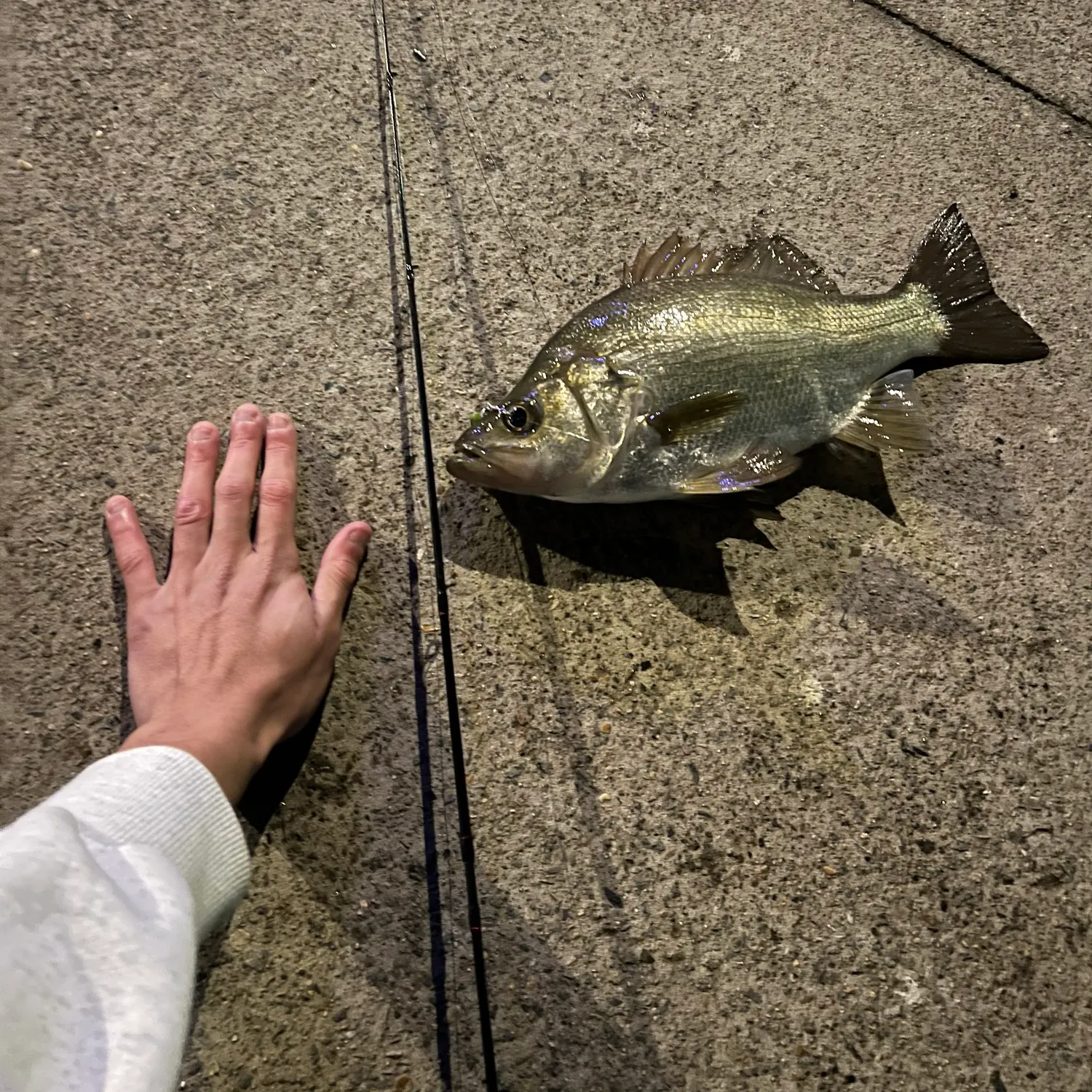 most liked catch image