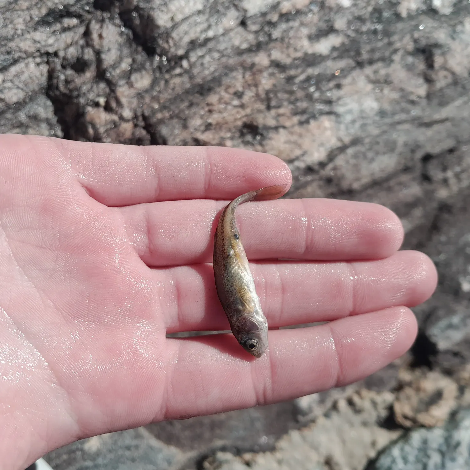 The most recent Suckermouth minnow catches on Fishbrain