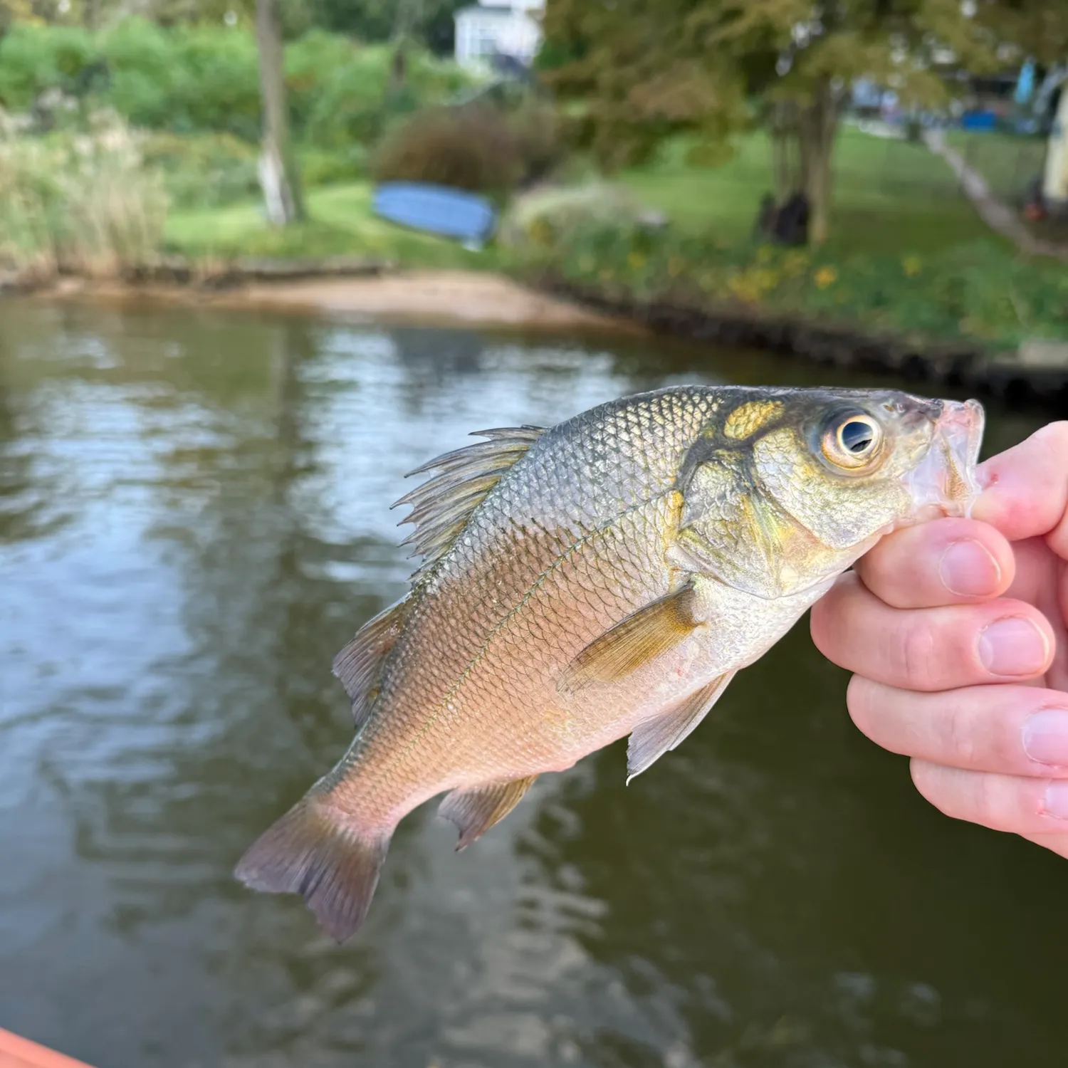 White perch caught on Fishbrain