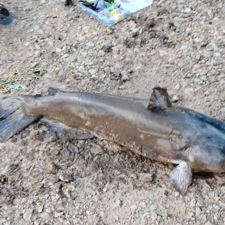 Channel catfish caught on Fishbrain
