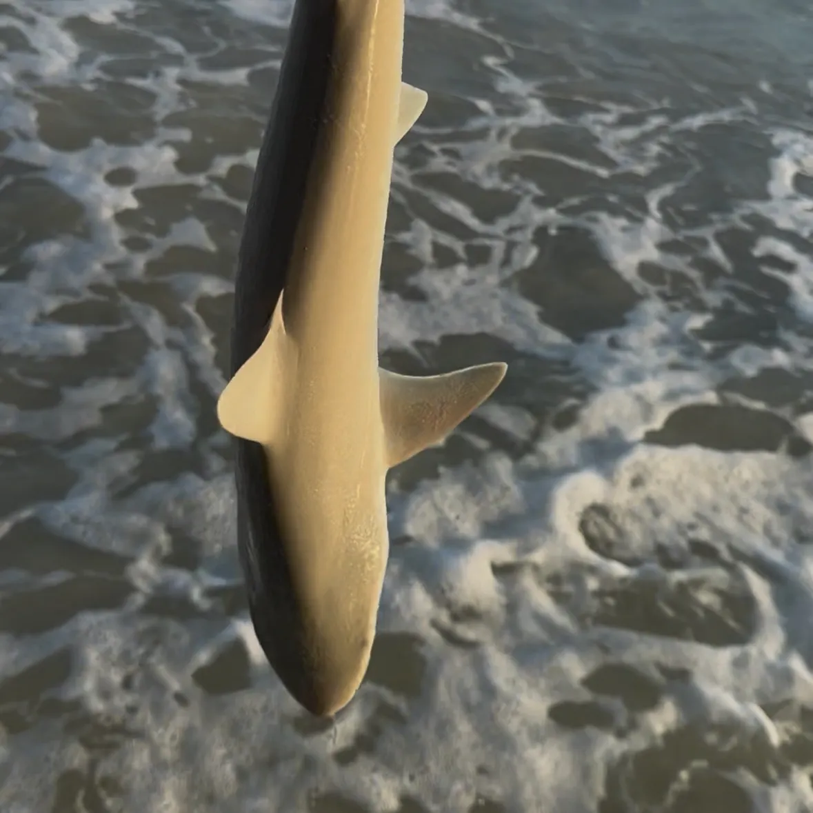 Sandbar shark caught on Fishbrain