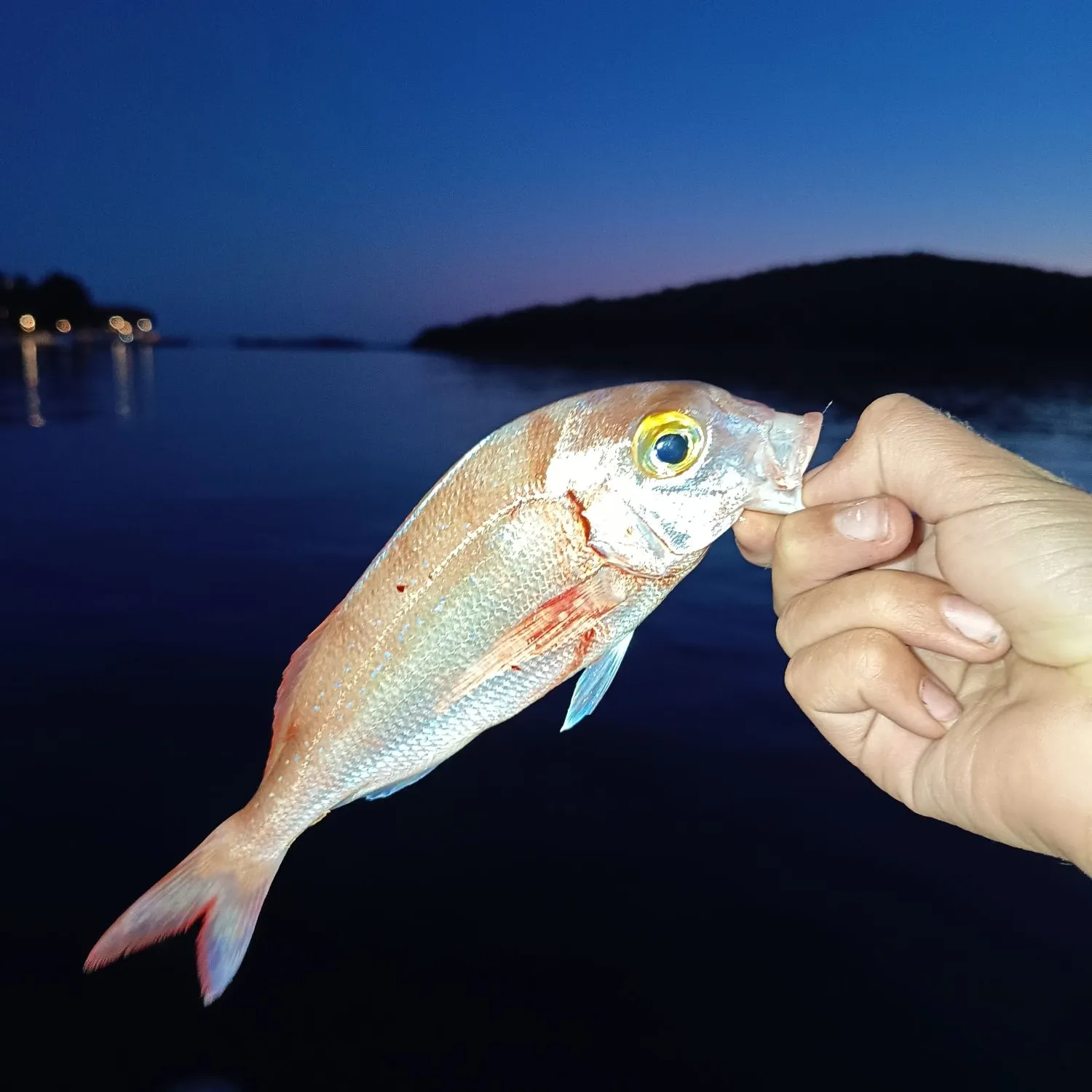 The most recent Common pandora catches on Fishbrain