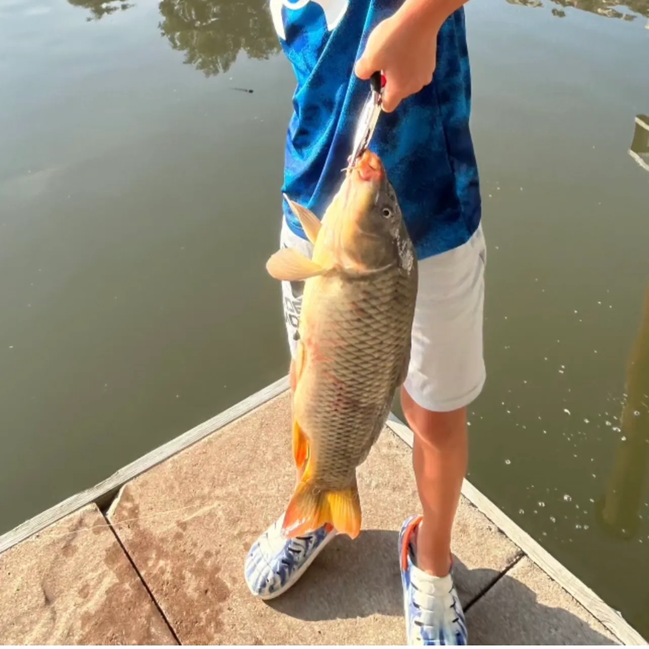 Common carp caught on Fishbrain