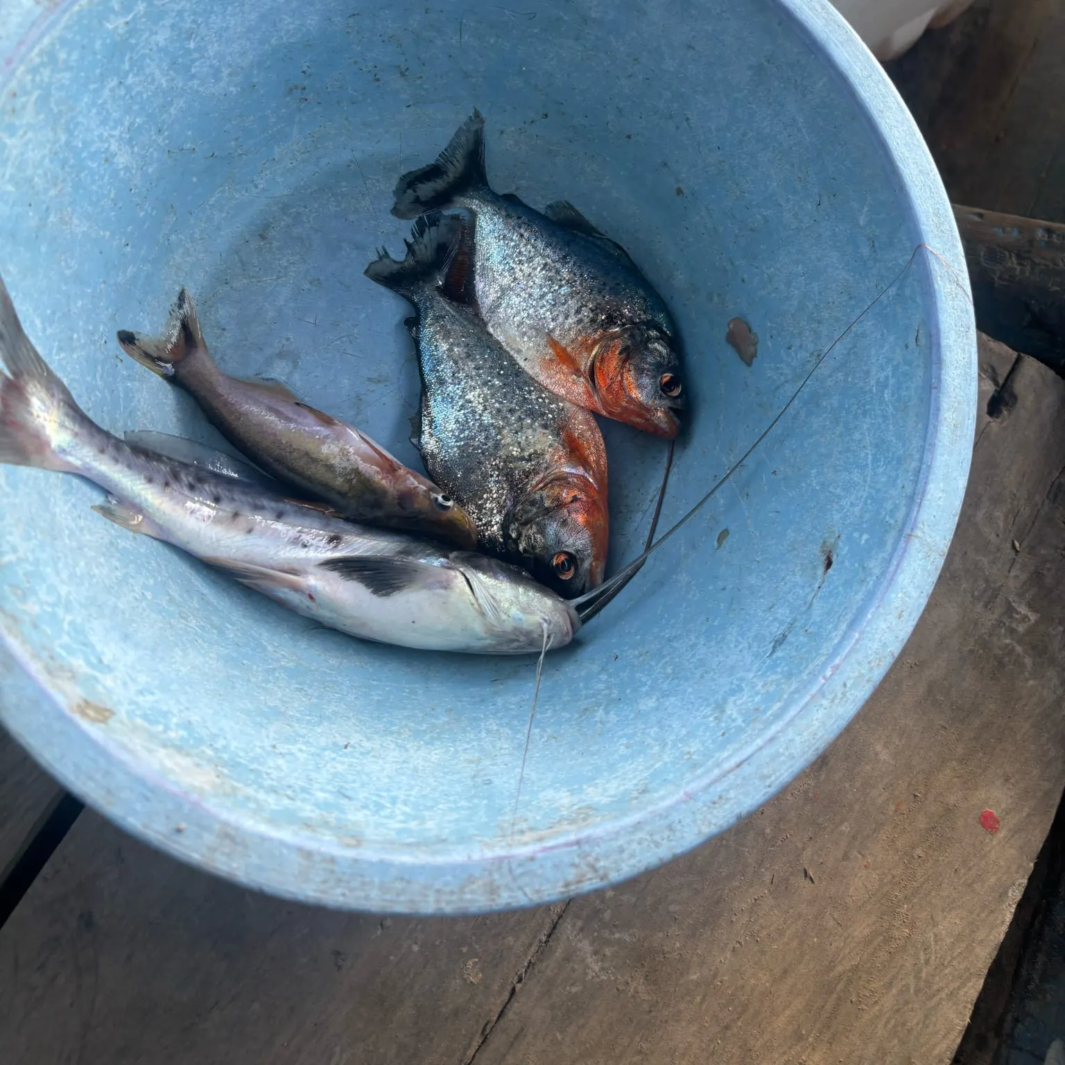 The most recent Red-bellied piranha catches on Fishbrain