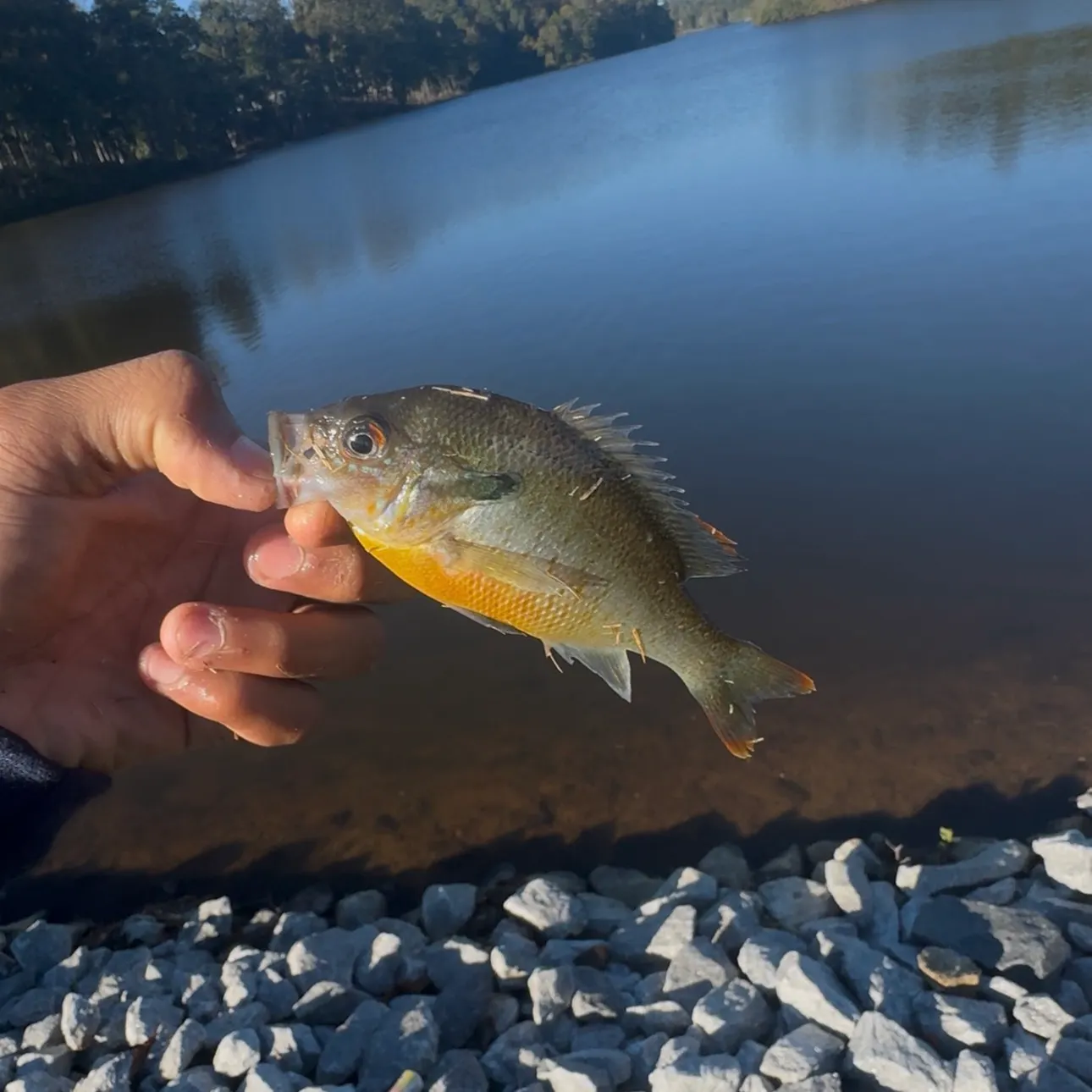 Bluegill caught on Fishbrain
