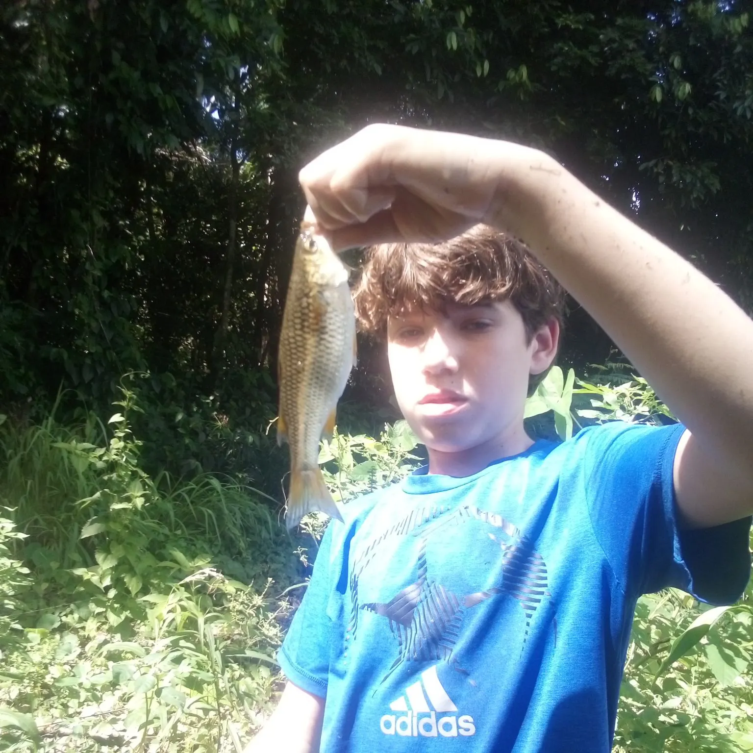 The most recent Northern sennet catches on Fishbrain
