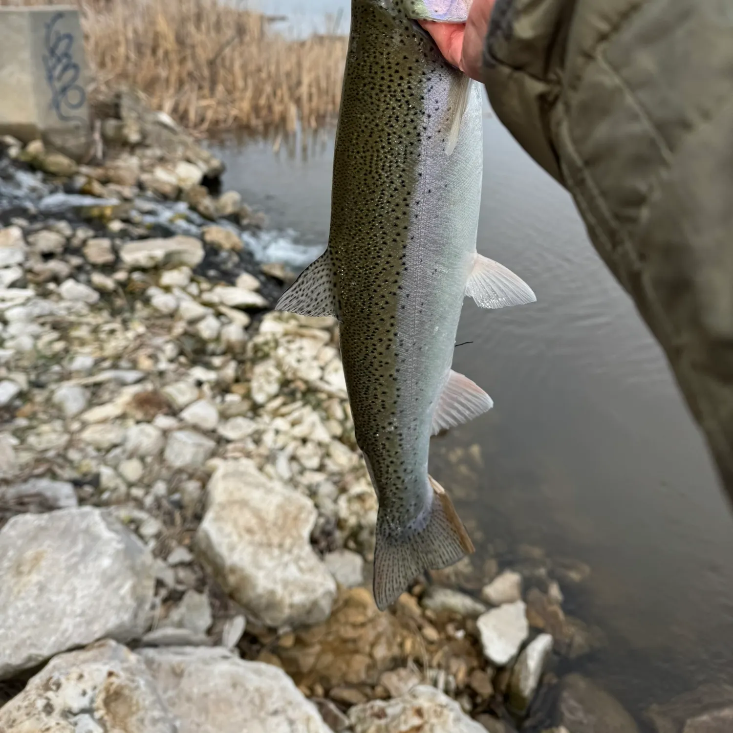 The most recent Steelhead catches on Fishbrain