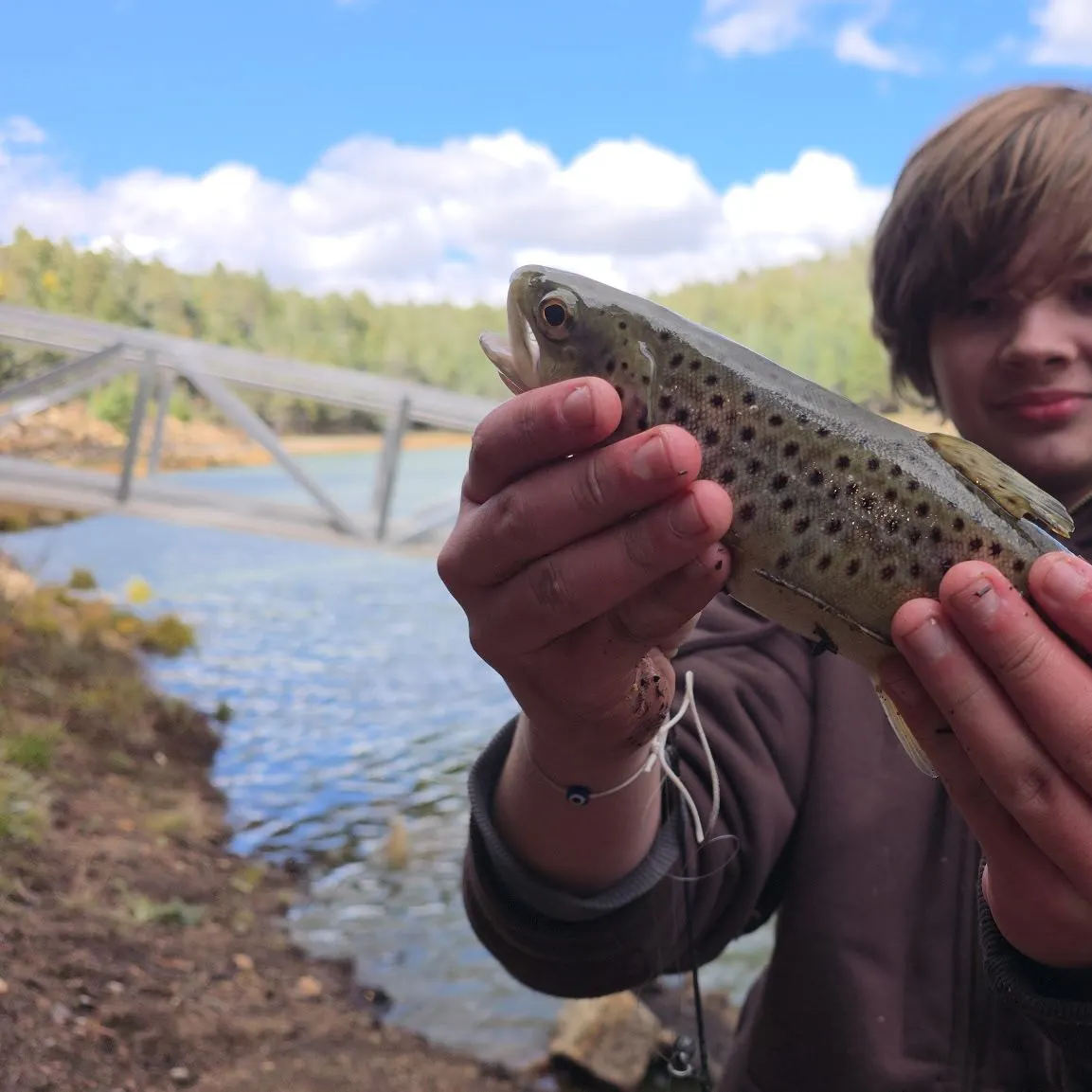 Brown trout caught on Fishbrain