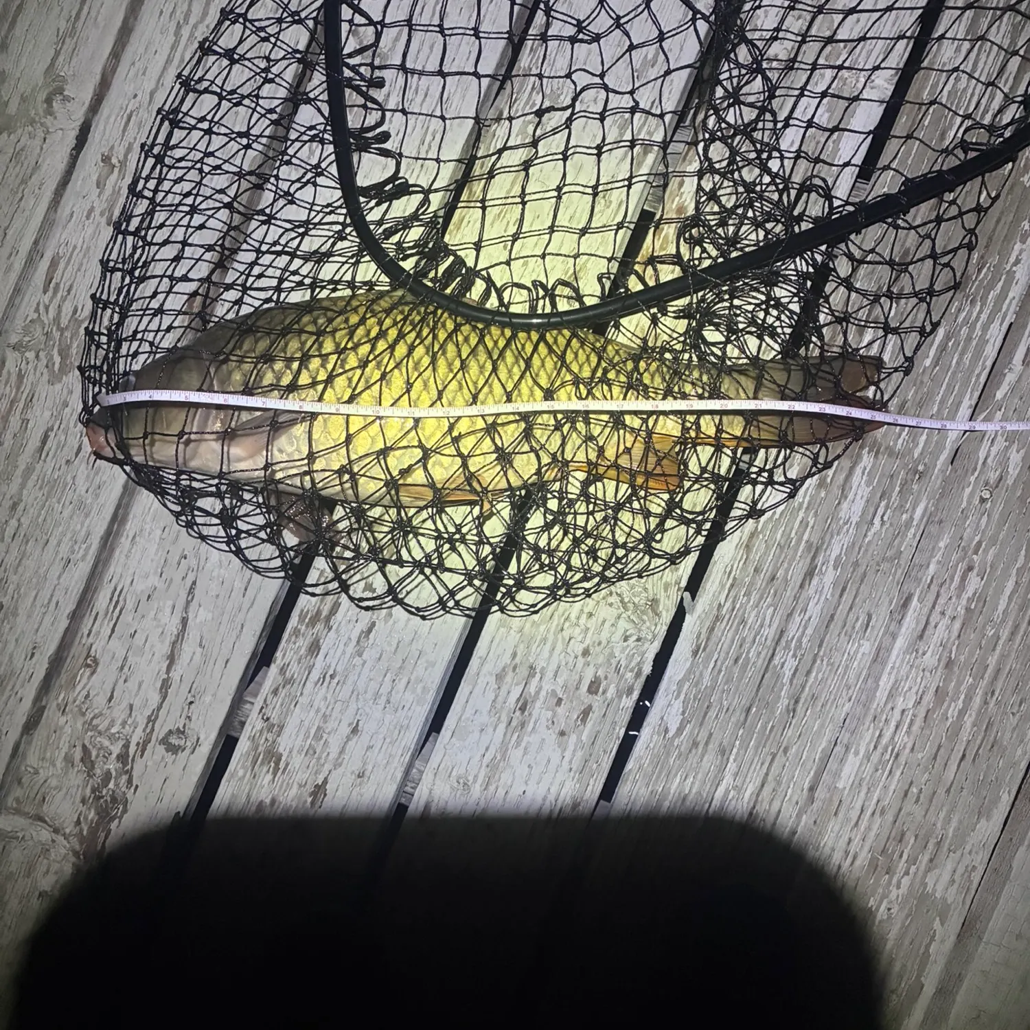 Fish caught on Fishbrain