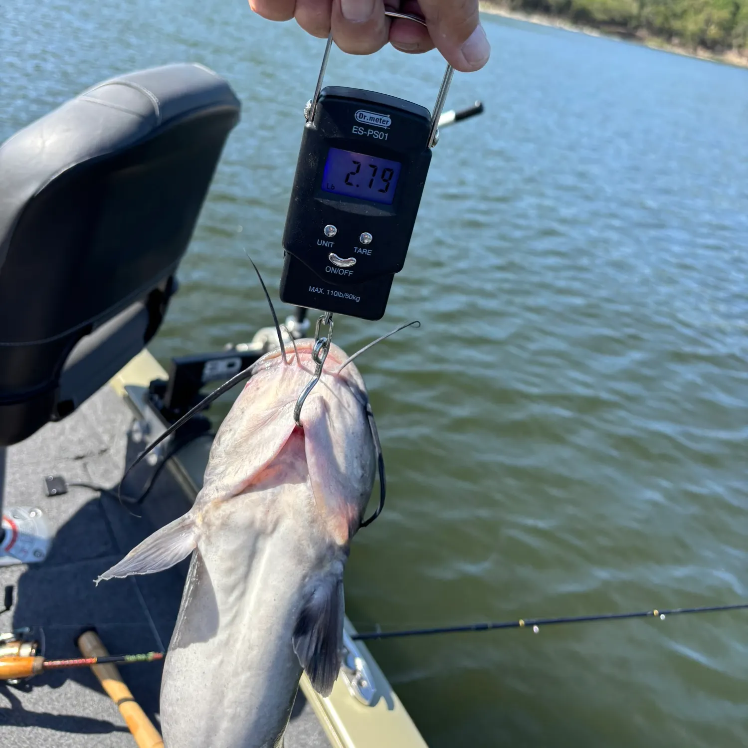 Blue catfish caught on Fishbrain