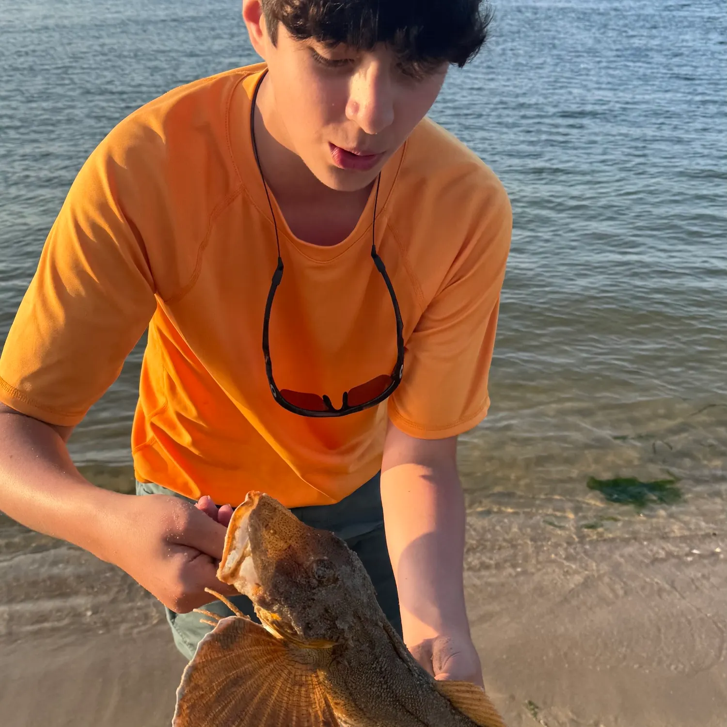 The most recent Striped searobin catches on Fishbrain