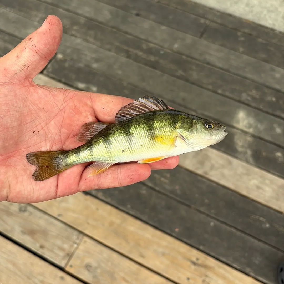 Yellow perch caught on Fishbrain