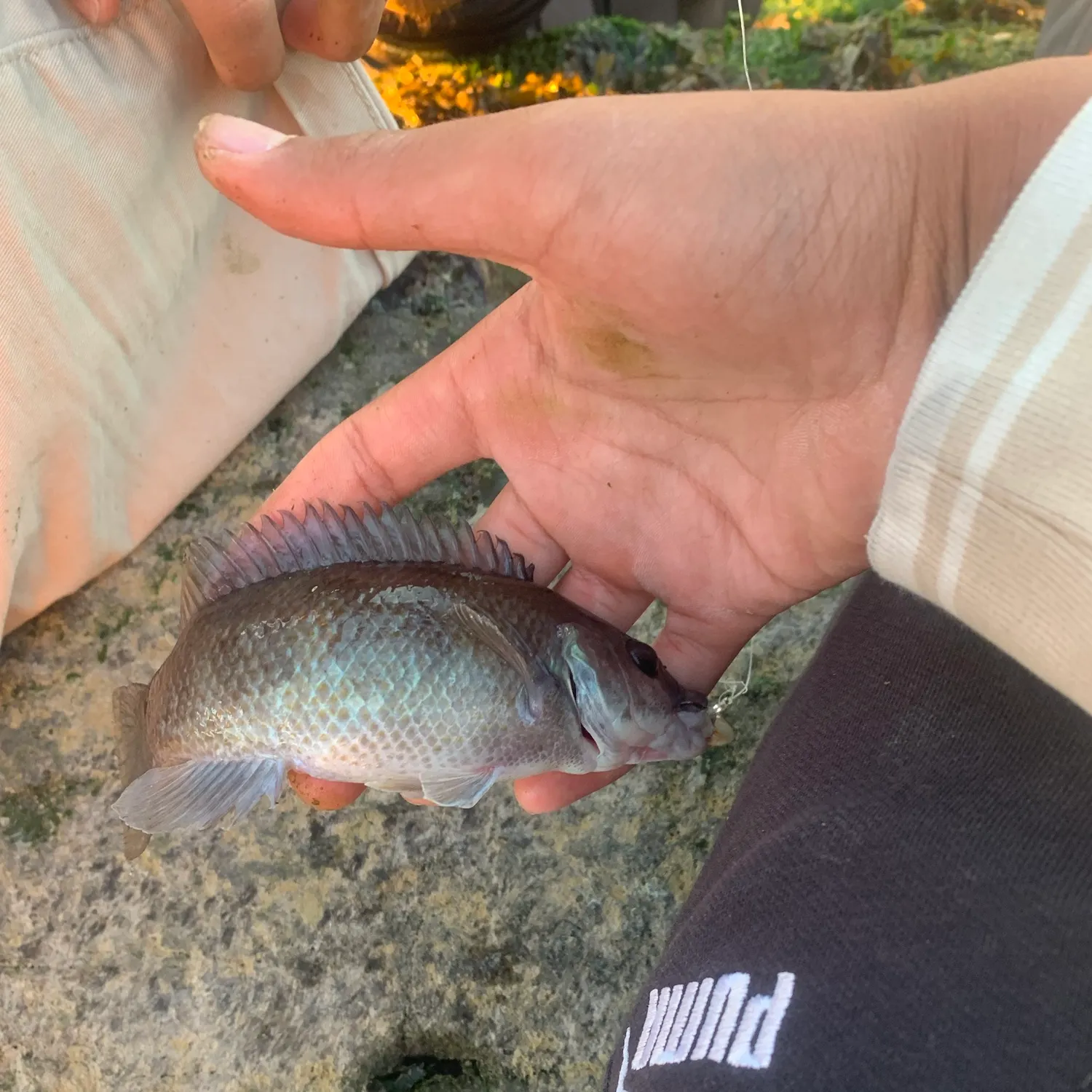 Cunner caught on Fishbrain