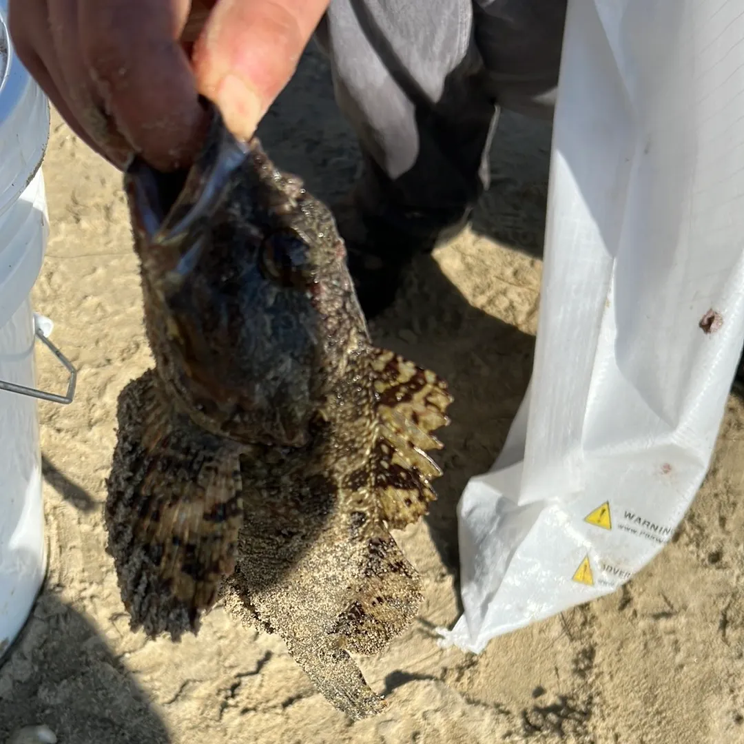 The most recent Cabezon catches on Fishbrain