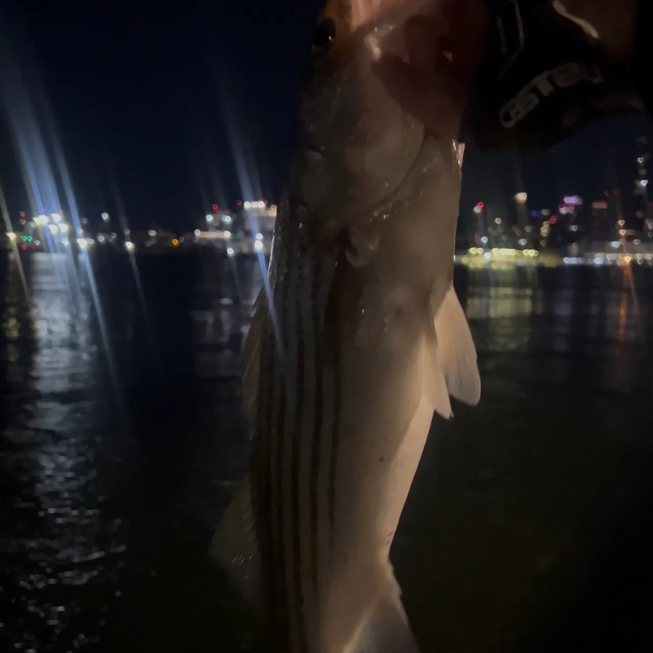 Striped bass caught on Fishbrain