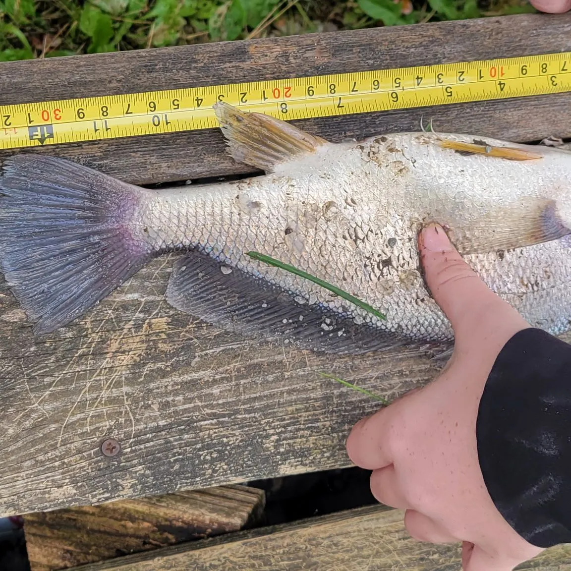 Freshwater drum caught on Fishbrain