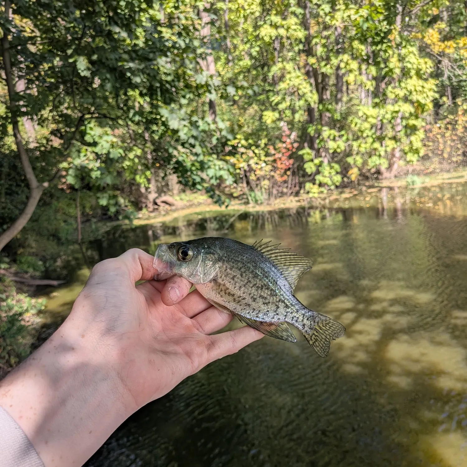 Black crappie caught on Fishbrain