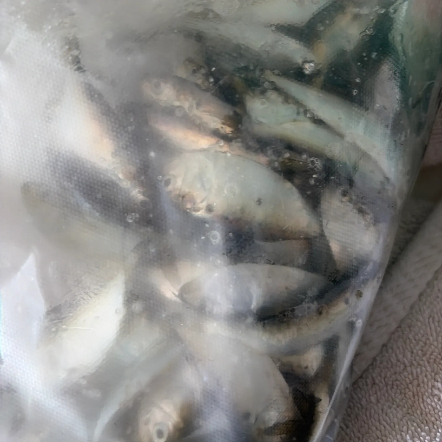 The most recent Atlantic menhaden catches on Fishbrain