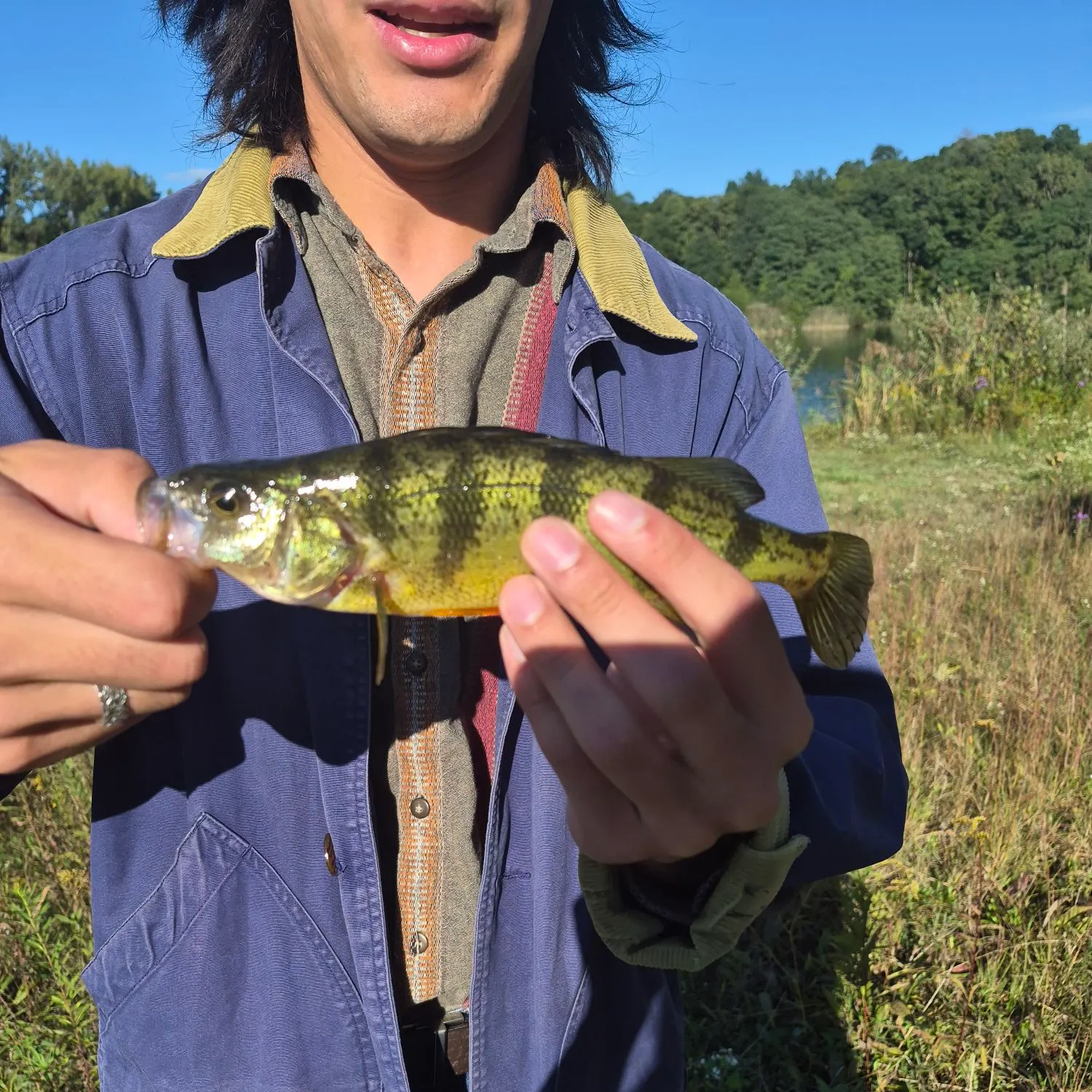 Yellow perch caught on Fishbrain