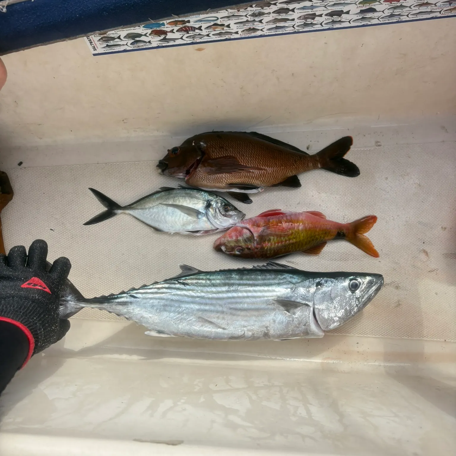 The most recent Blackspot goatfish catches on Fishbrain
