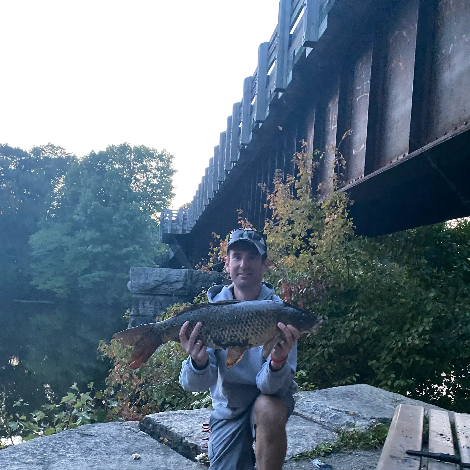 Common carp caught on Fishbrain