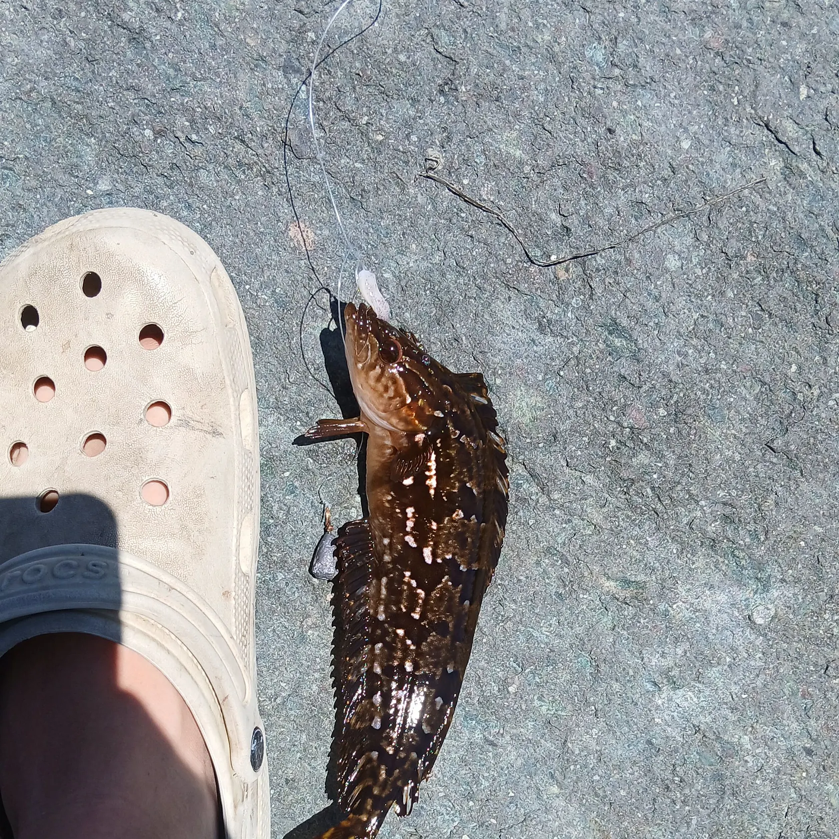 The most recent Giant kelpfish catches on Fishbrain