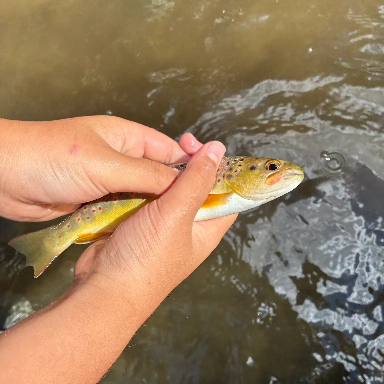 Brown trout caught on Fishbrain